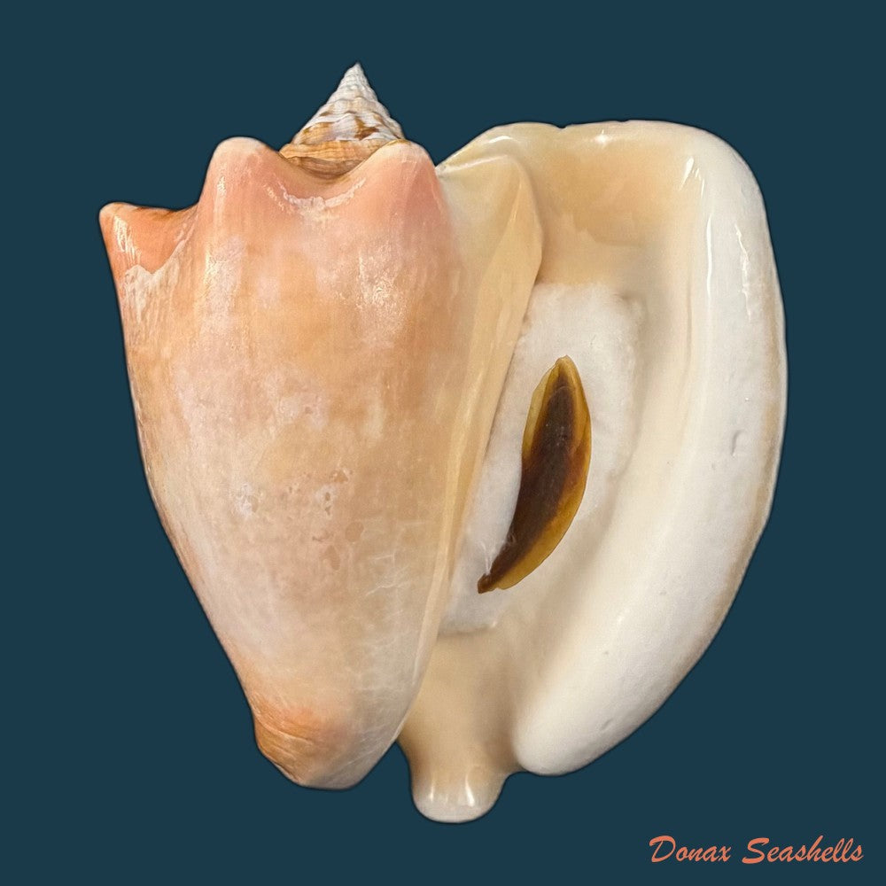 macrostrombus-costatus-gmelin-1791-130-9mm-copia