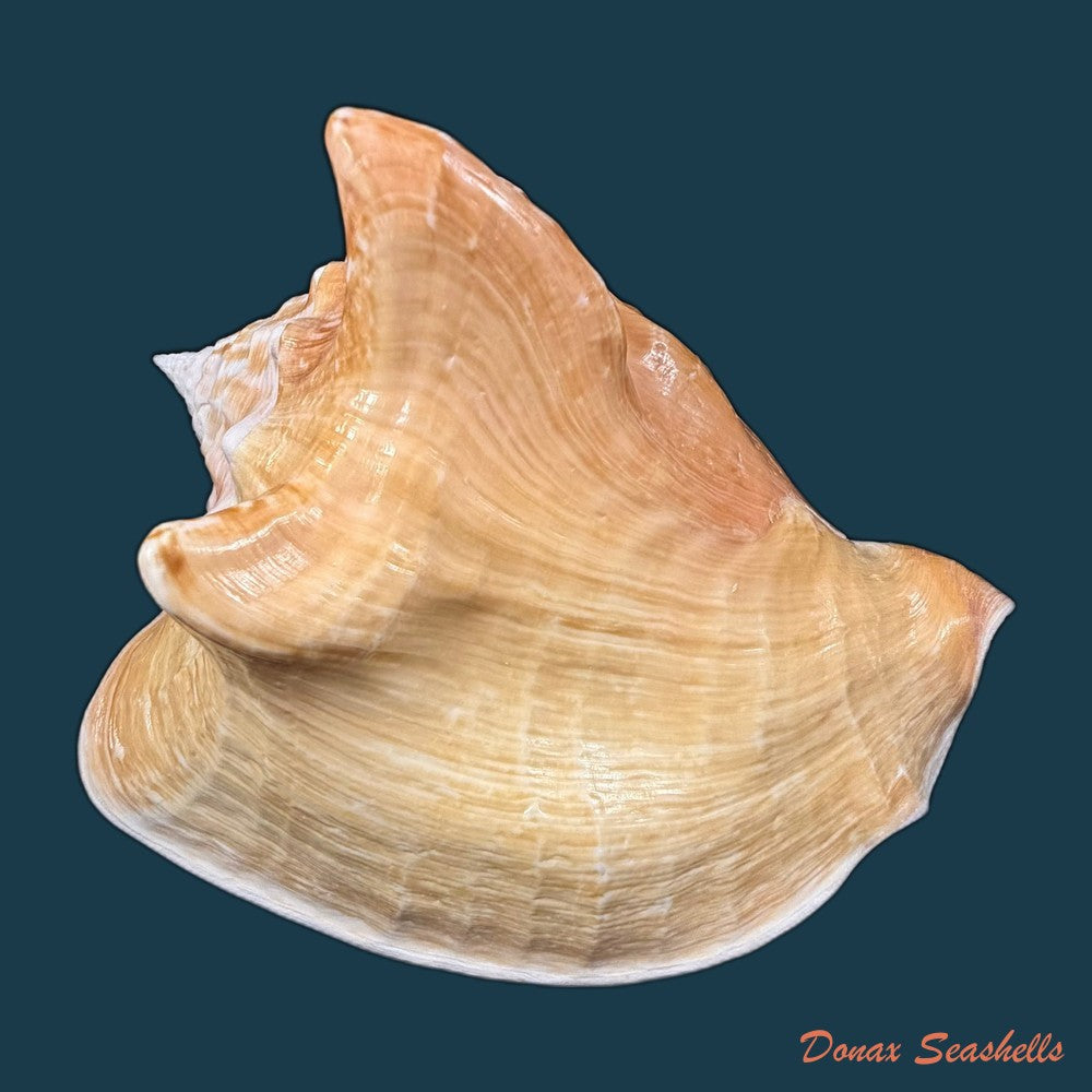 macrostrombus-costatus-gmelin-1791-152-7mm-copia