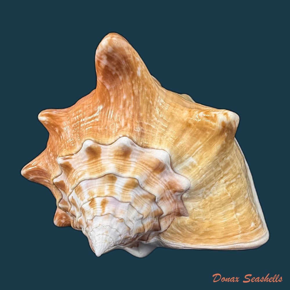 macrostrombus-costatus-gmelin-1791-152-7mm-copia