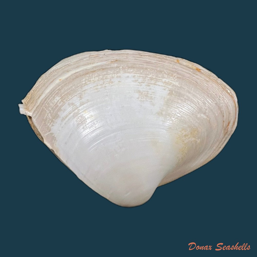 mactra-isabelleana-dorbigny-1846-52-4mm-copia