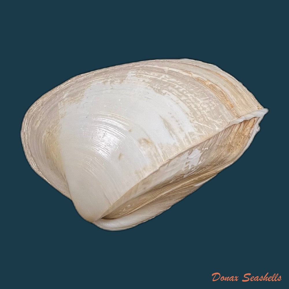 mactra-isabelleana-dorbigny-1846-52-4mm-copia