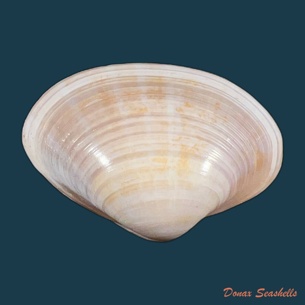 mactra-isabelleana-dorbigny-1846-copia