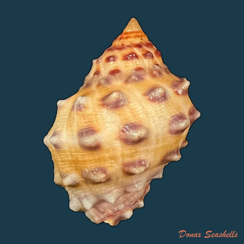 mancinella-alouina-roding-1798-30-8mm-copia