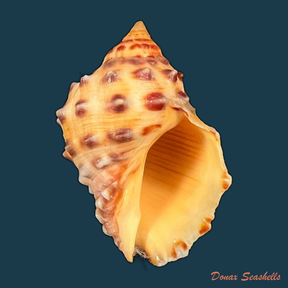 mancinella-alouina-roding-1798-30-8mm-copia