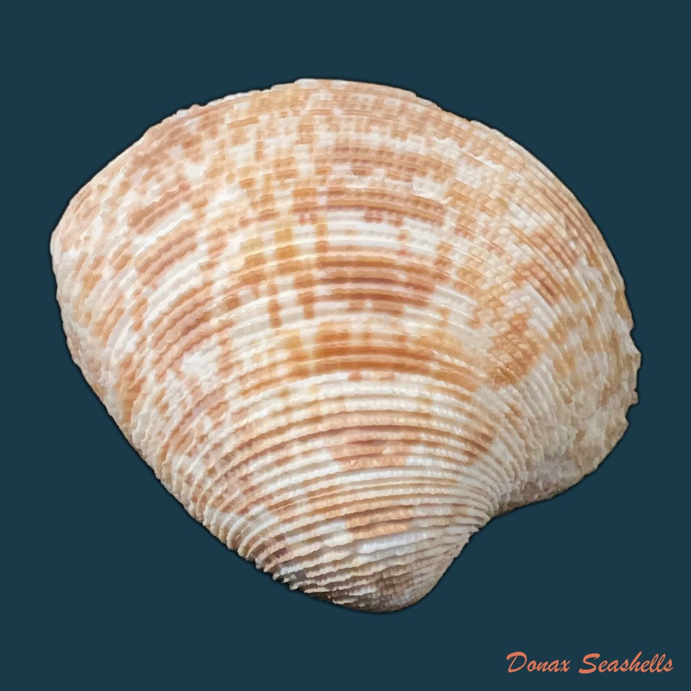 marcia-hiantina-lamarck-1818-25-9mm-copia