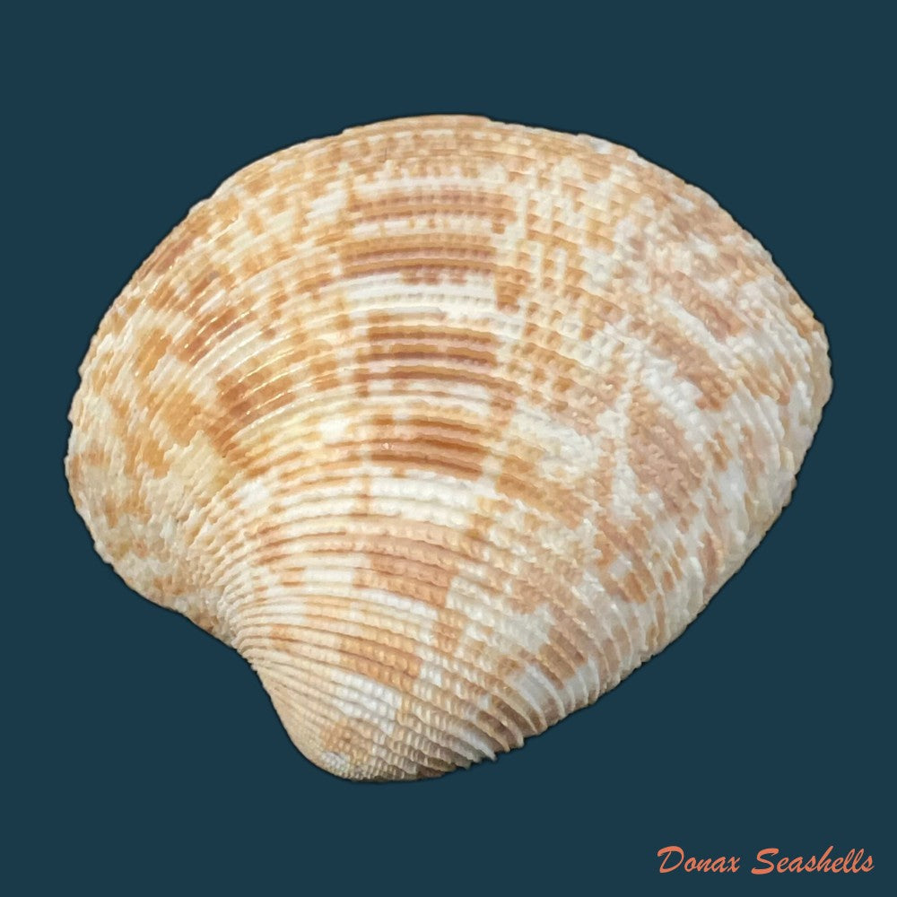 marcia-hiantina-lamarck-1818-25-9mm-copia