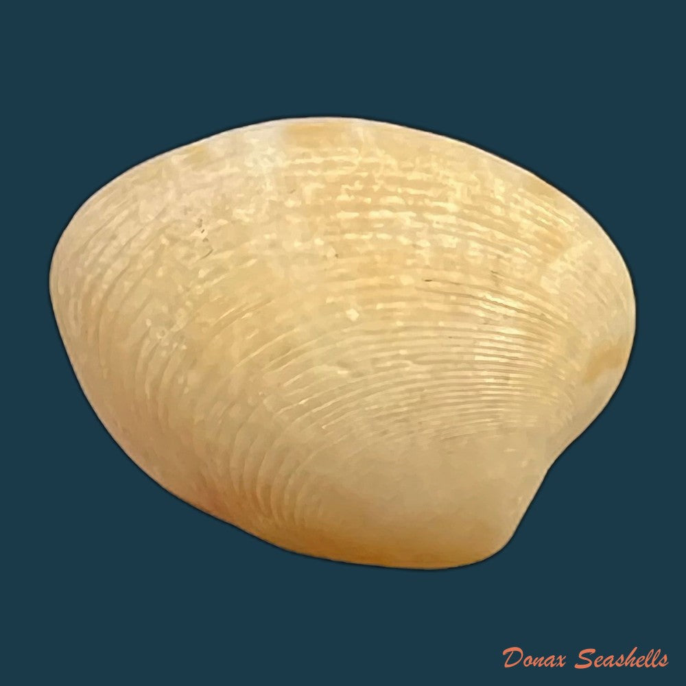 marcia-hiantina-lamarck-1818-26-1mm-copia