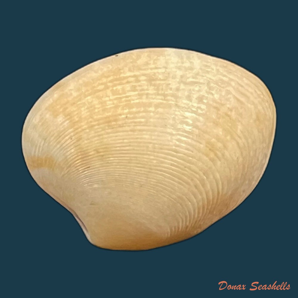 marcia-hiantina-lamarck-1818-26-1mm-copia