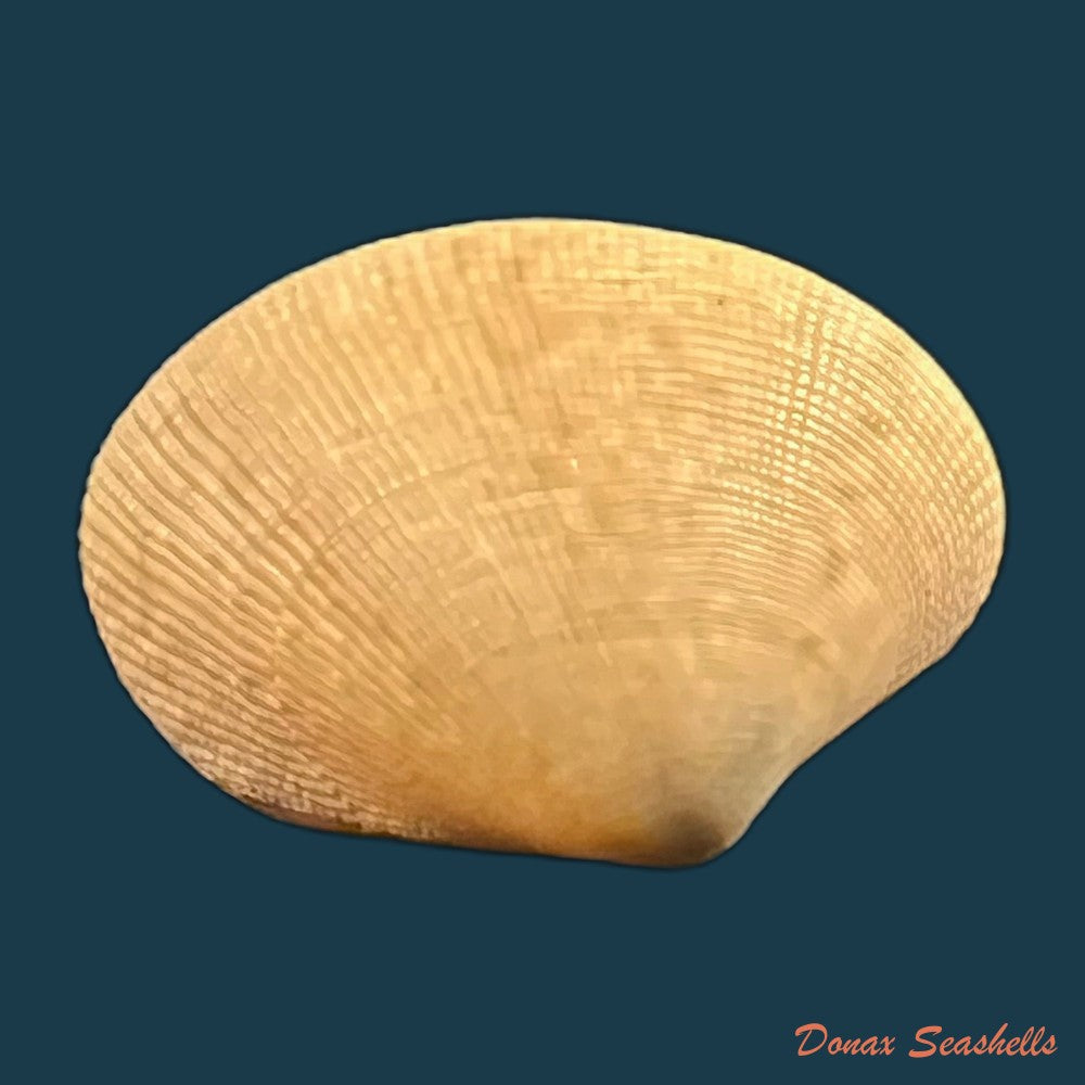 marcia-hiantina-lamarck-1818-28-2mm-copia