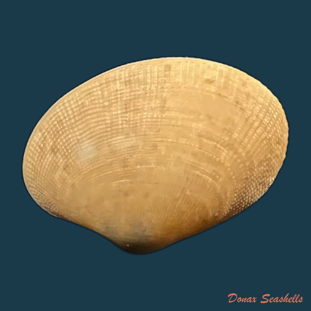 marcia-hiantina-lamarck-1818-28-2mm-copia