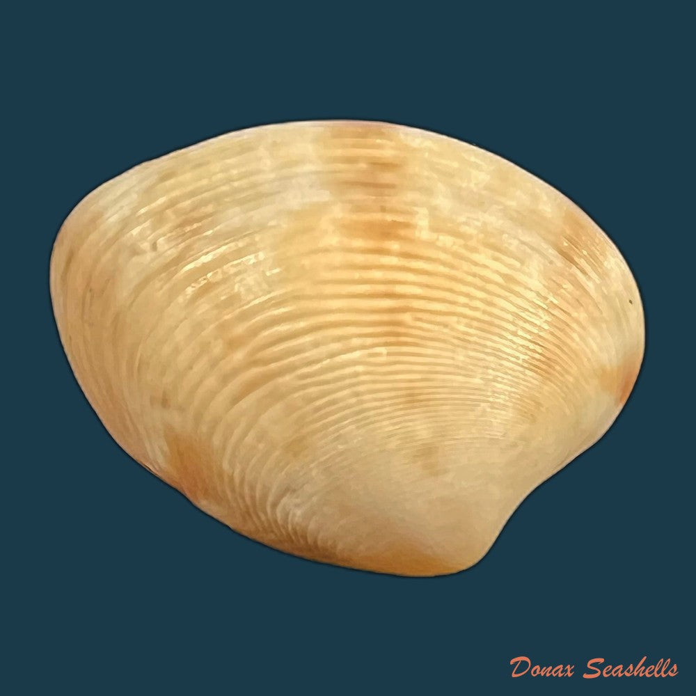 marcia-hiantina-lamarck-1818-copia