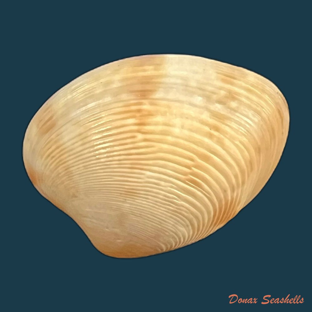 marcia-hiantina-lamarck-1818-copia