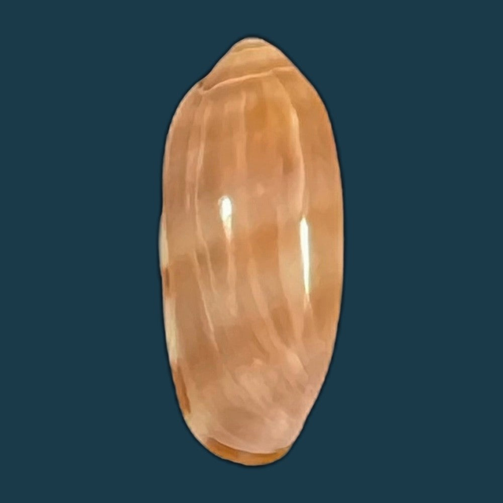 marginella-desjardini-marche-marchad-1957-51-8mm-copia