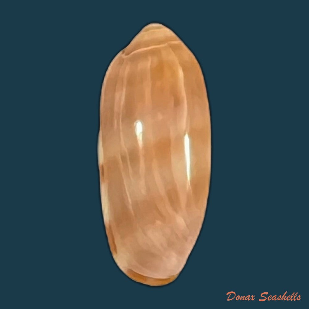 marginella-desjardini-marche-marchad-1957-51-8mm-copia