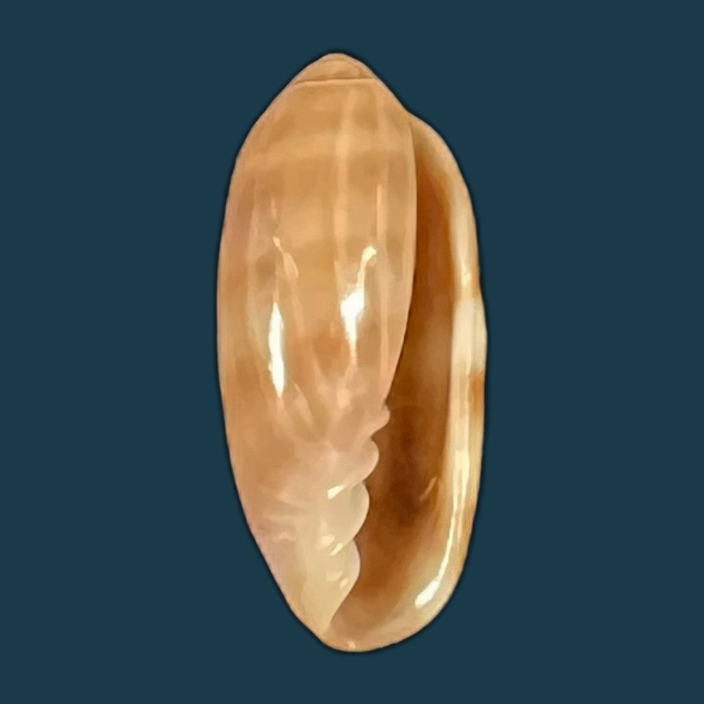 marginella-desjardini-marche-marchad-1957-51-8mm-copia