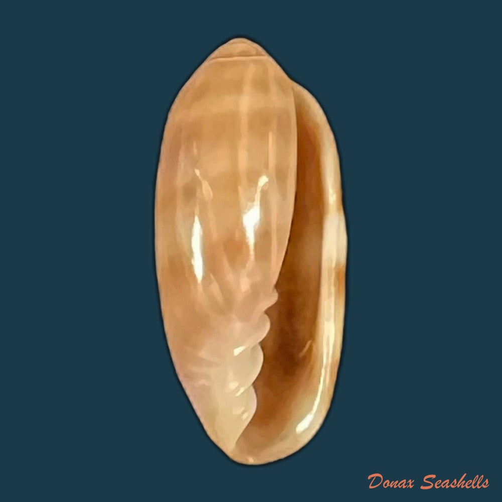 marginella-desjardini-marche-marchad-1957-51-8mm-copia
