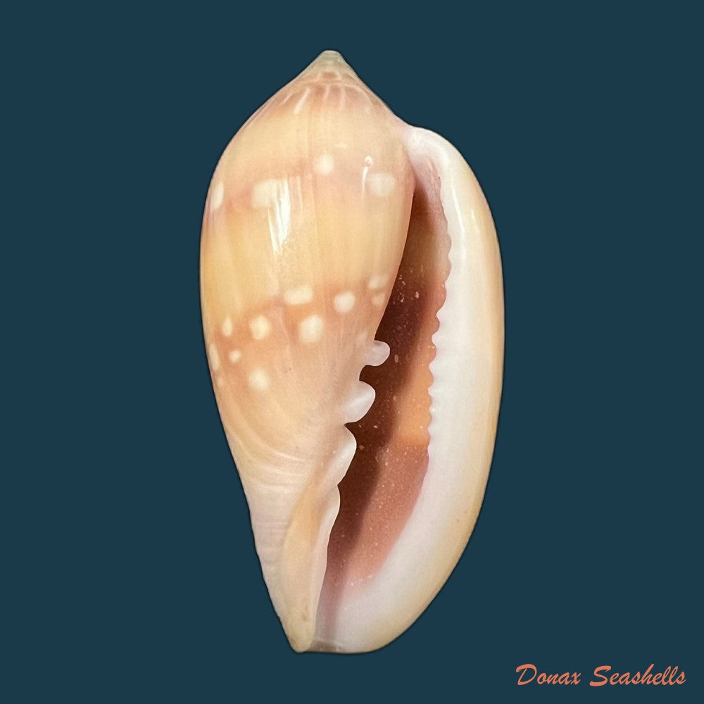 marginella-desjardini-marche-marchad-1957-58-2mm-copia