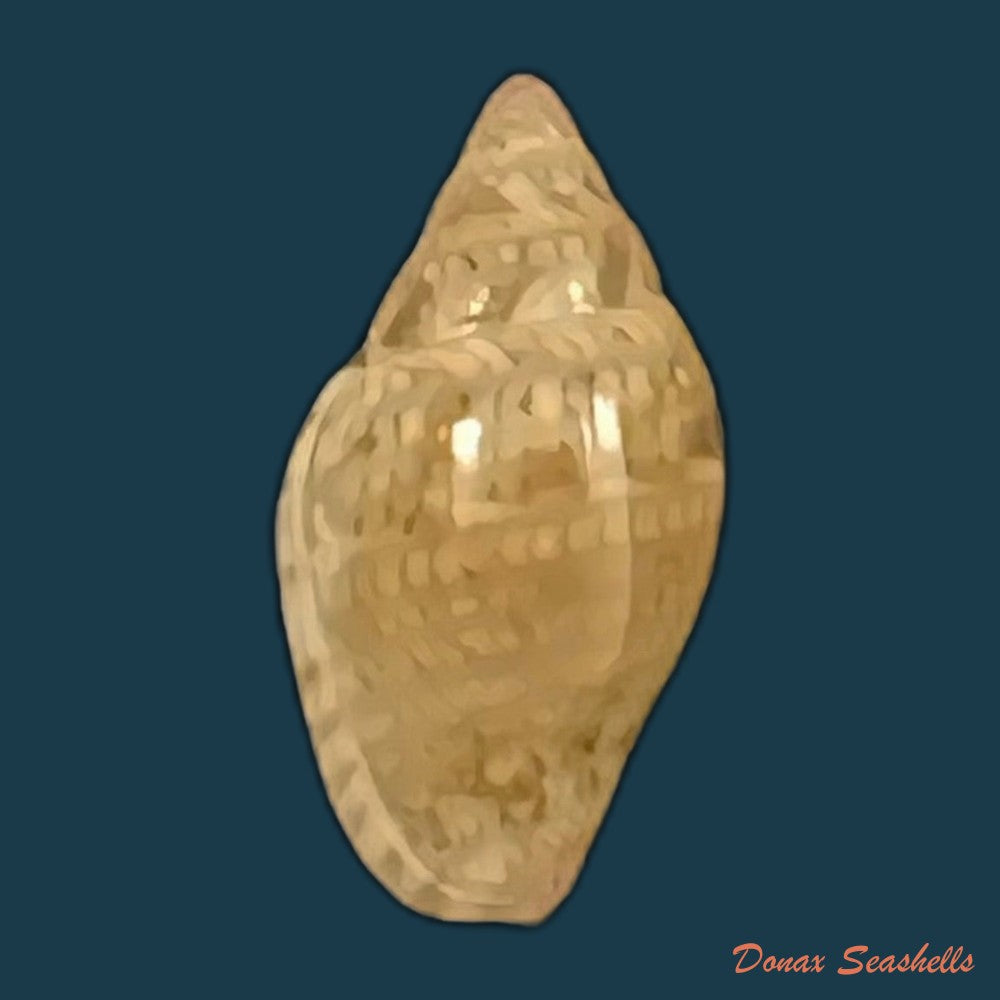 marginella-luculenta-gofas-f-fernandes-1994-10-1mm-copia