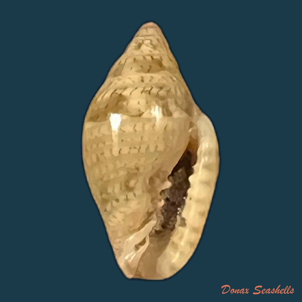 marginella-luculenta-gofas-f-fernandes-1994-10-1mm-copia