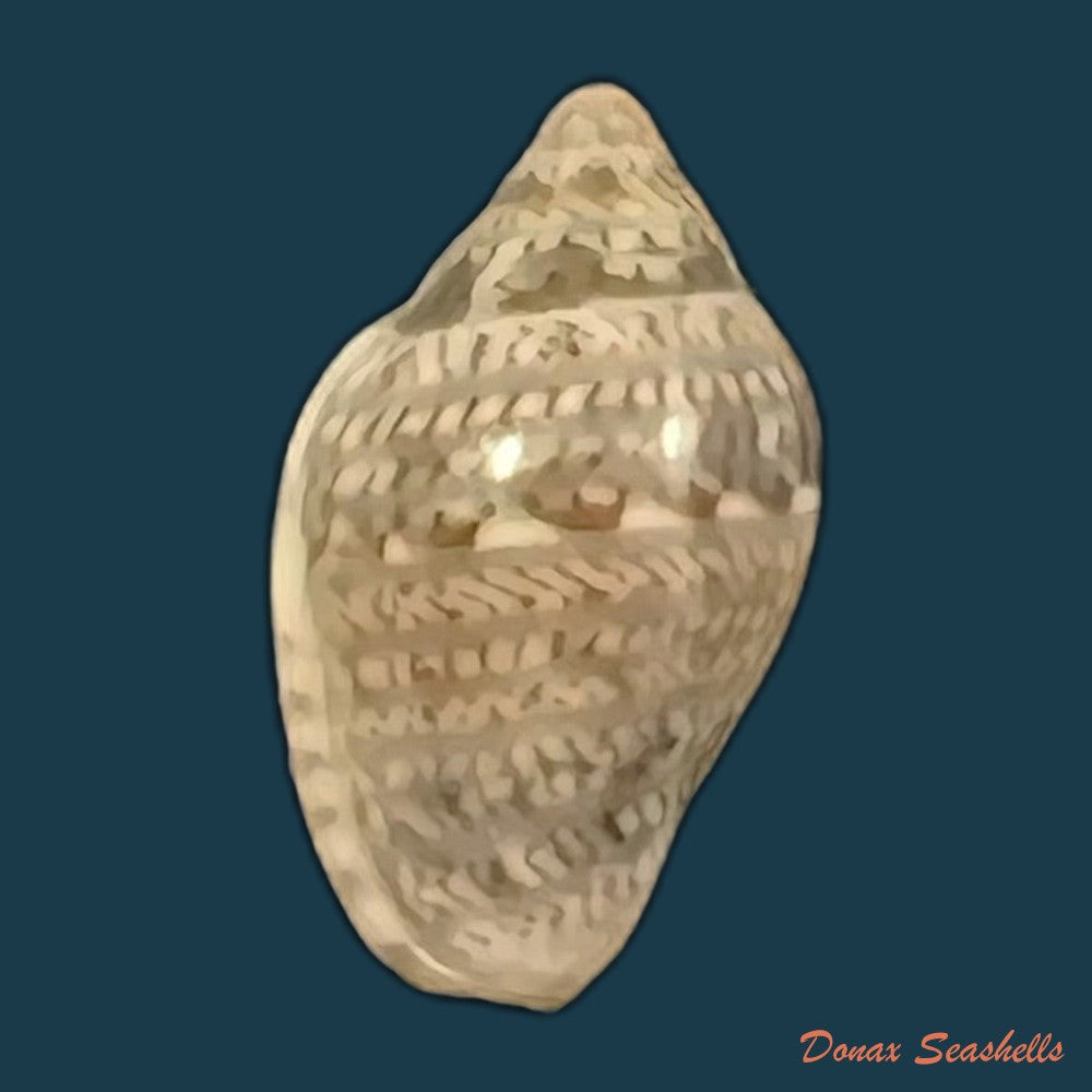 marginella-luculenta-gofas-f-fernandes-1994-9-9mm-copia