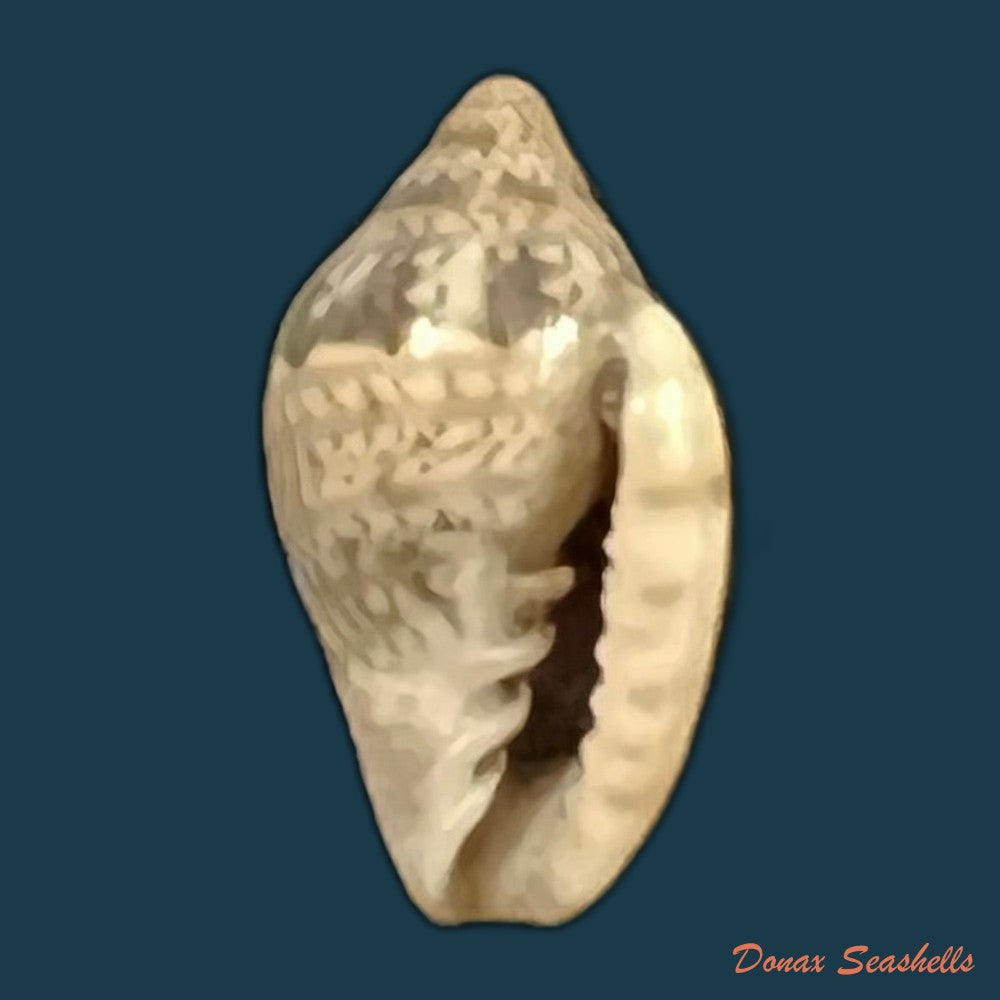 marginella-luculenta-gofas-f-fernandes-1994-9-9mm-copia