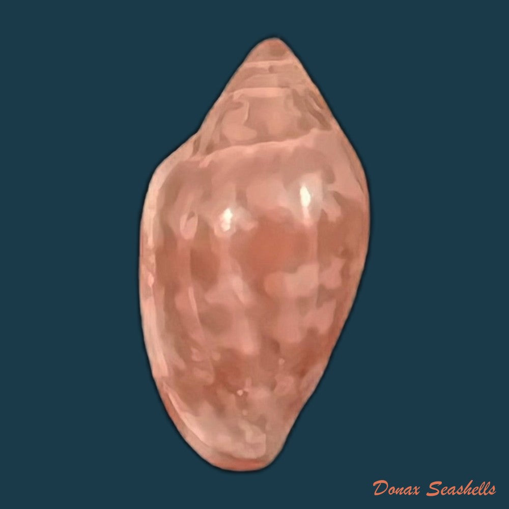 marginella-purpurea-cossignani-2006-10-1mm-copia