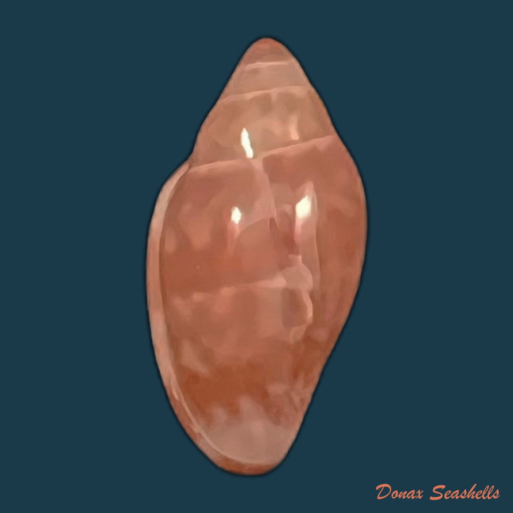 marginella-purpurea-cossignani-2006-10-8mm-copia