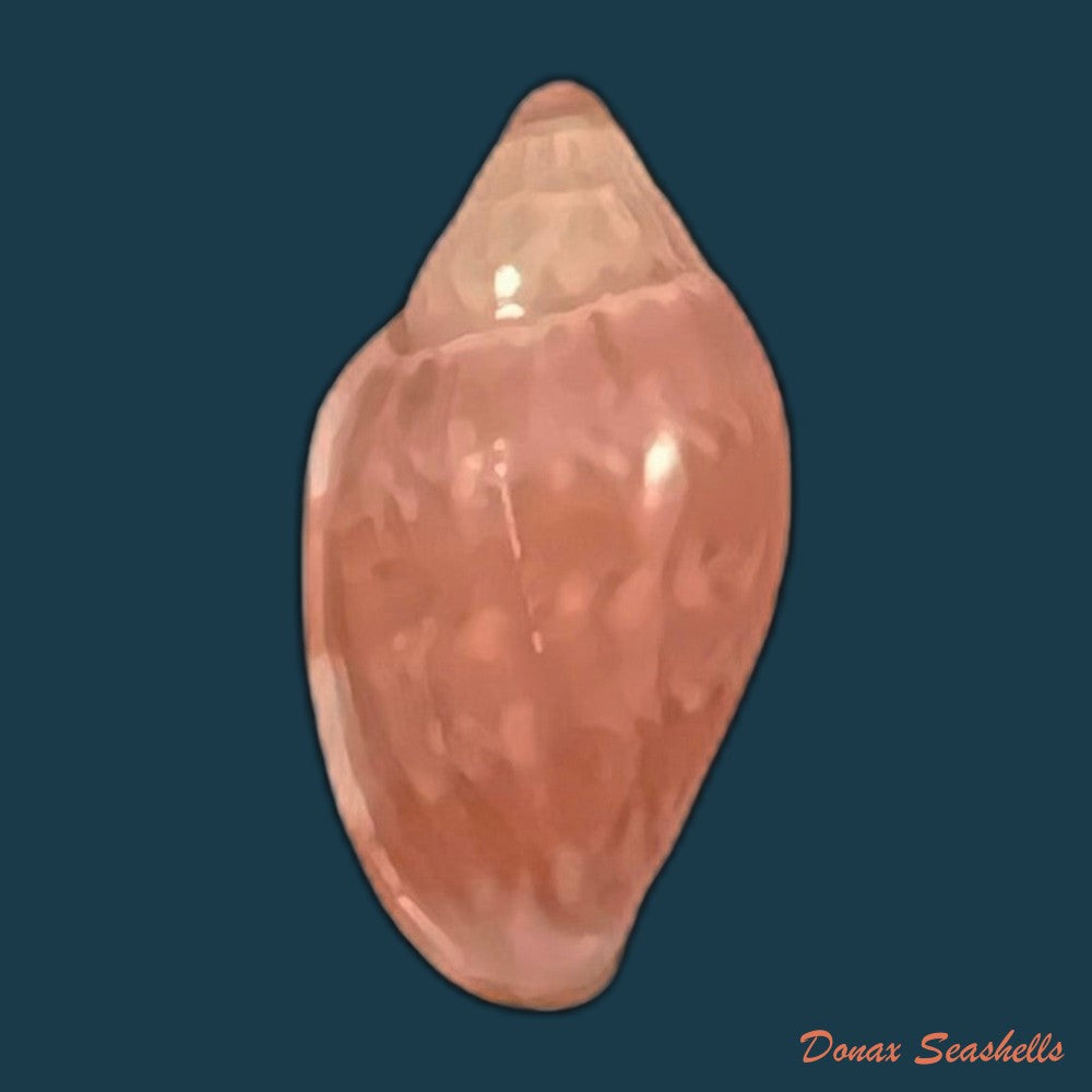 marginella-purpurea-cossignani-2006-10-9mm-copia