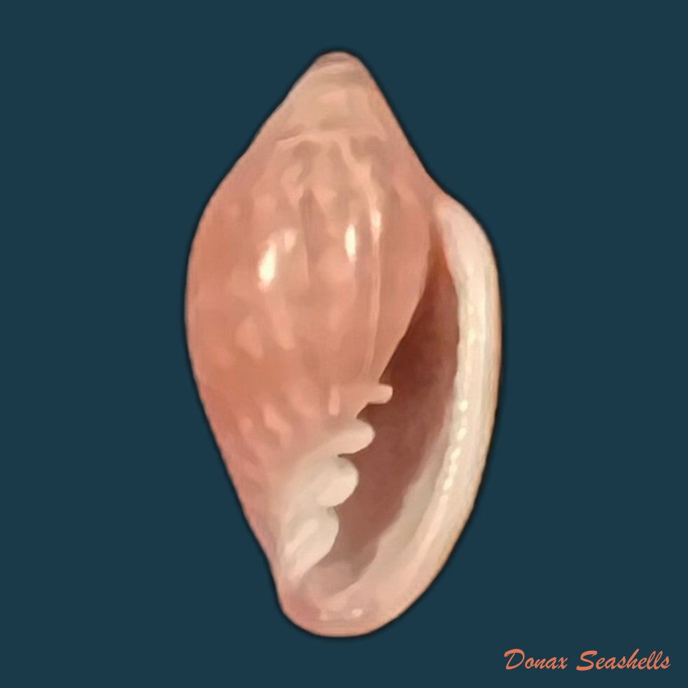 marginella-purpurea-cossignani-2006-10-9mm-copia
