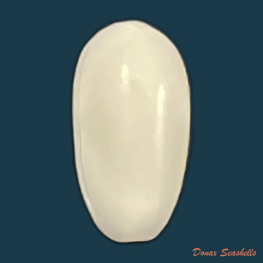 marginella-spinacia-gofas-f-fernandes-1988-7-1mm-copia