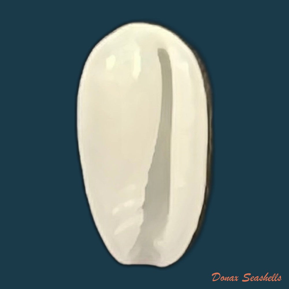marginella-spinacia-gofas-f-fernandes-1988-7-1mm-copia