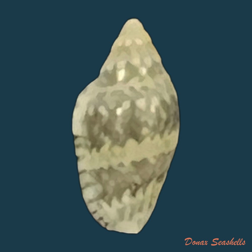 marginella-spinacia-gofas-f-fernandes-1988-7mm-copia