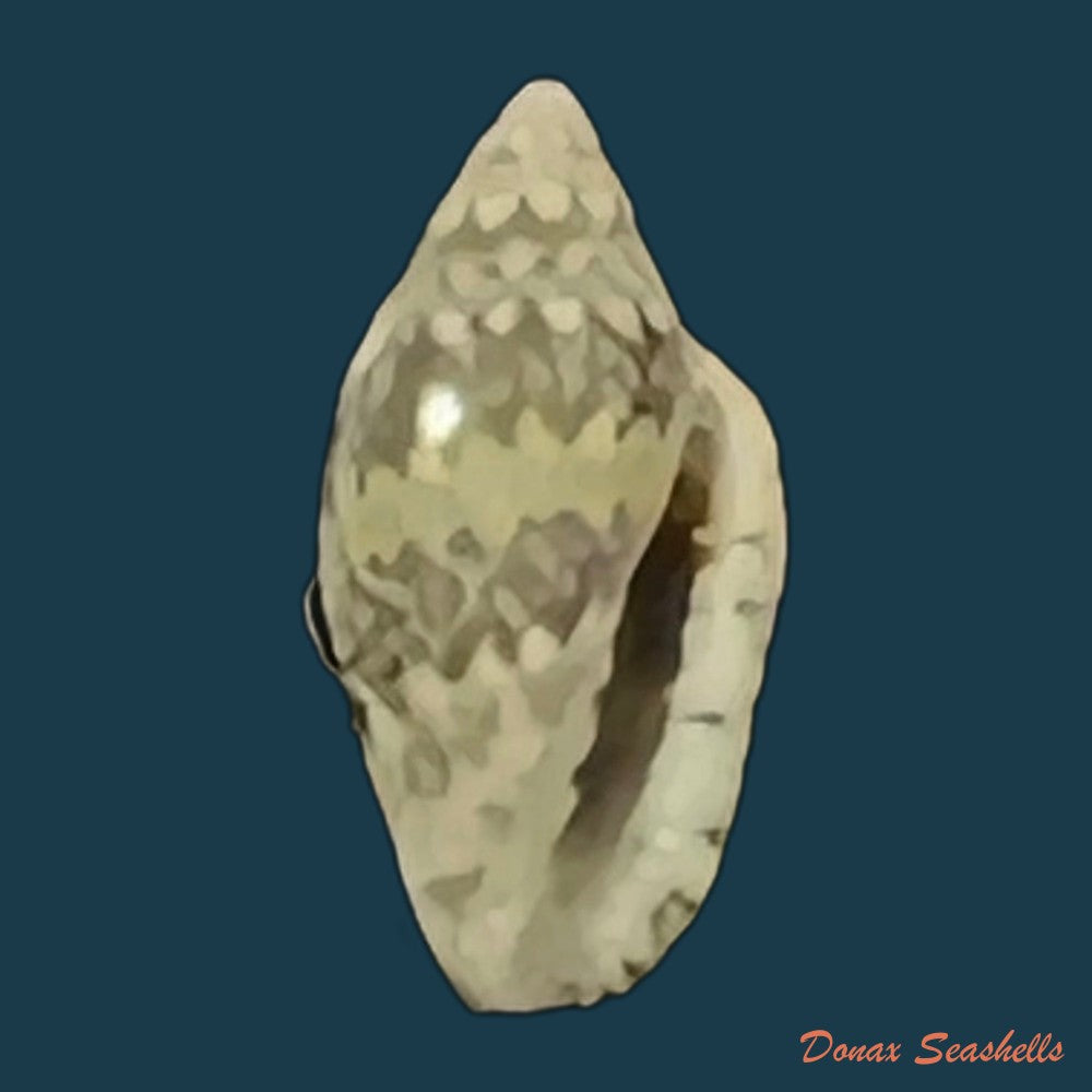 marginella-spinacia-gofas-f-fernandes-1988-7mm-copia