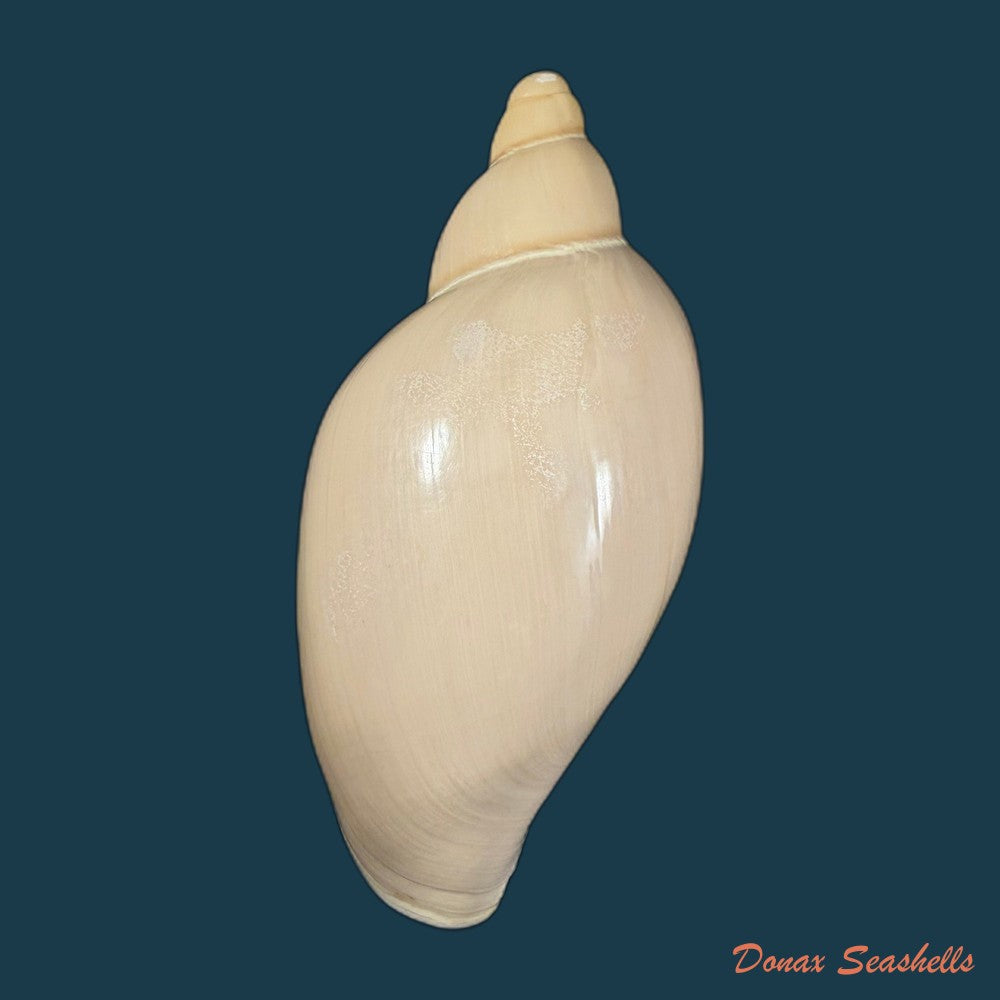 marginellona-gigas-e-von-martens-1904-106mm-copia