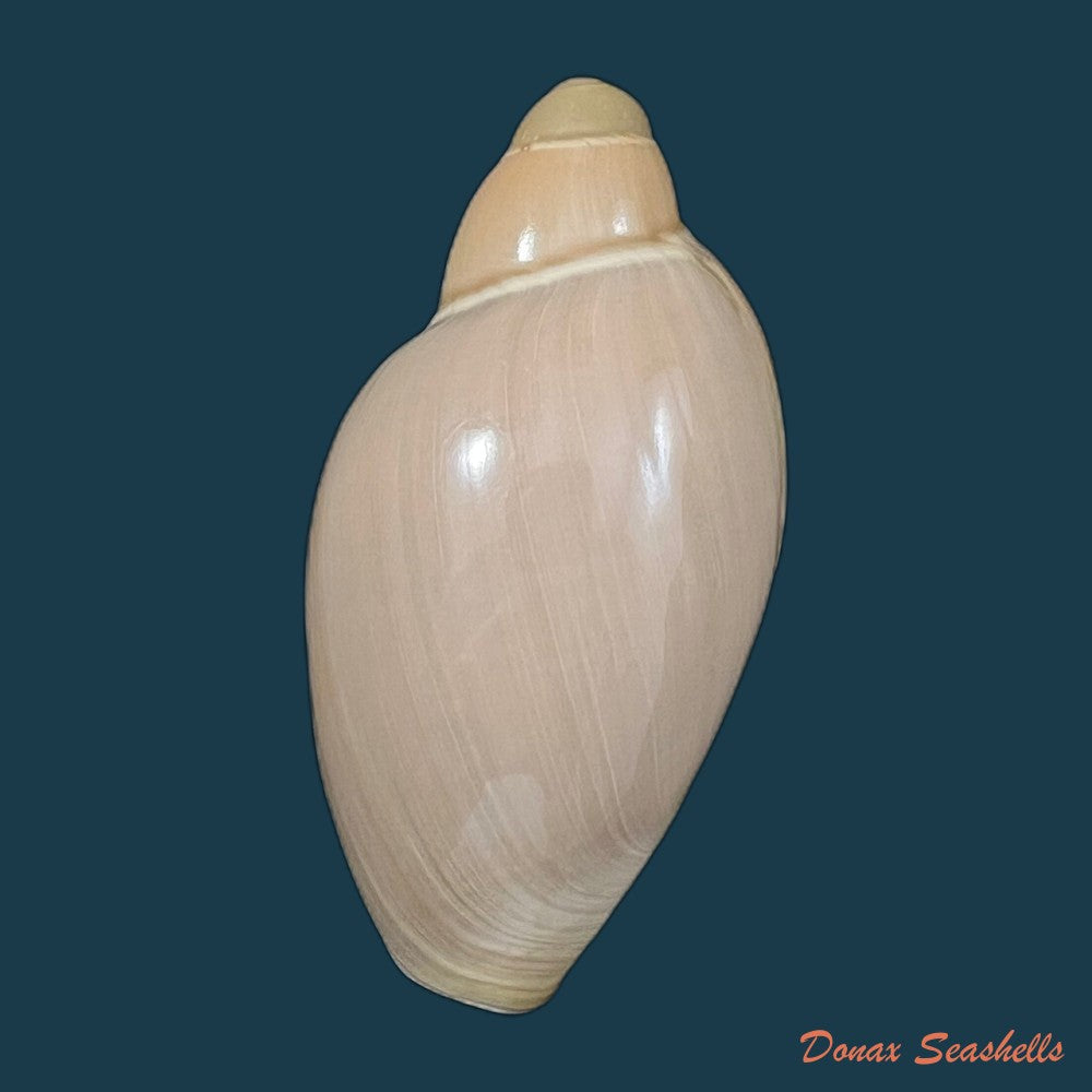 marginellona-gigas-martens-1904-61-5mm-copia