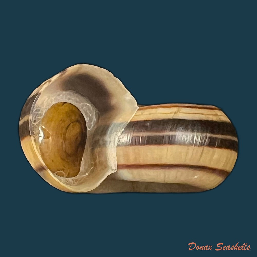 marisa-cornuarietis-linnaeus-1758-34-5mm-copia