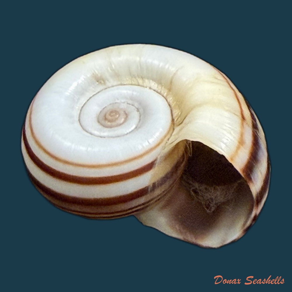 marisa-cornuarietis-linnaeus-1758-35-3mm-copia