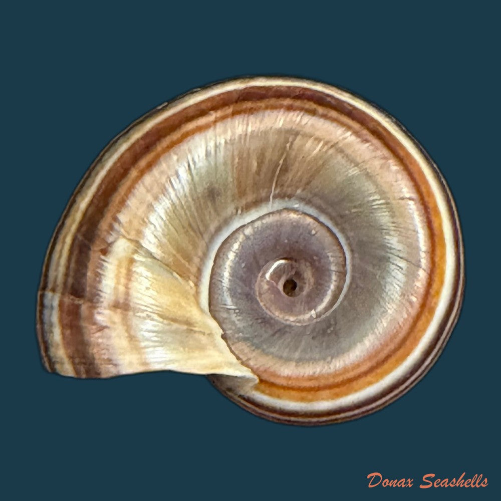 marisa-cornuarietis-linnaeus-1758-35-3mm-copia