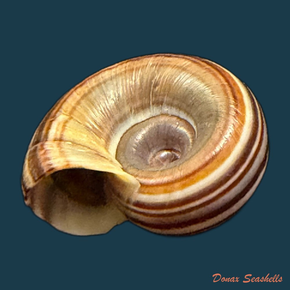 marisa-cornuarietis-linnaeus-1758-35-3mm-copia