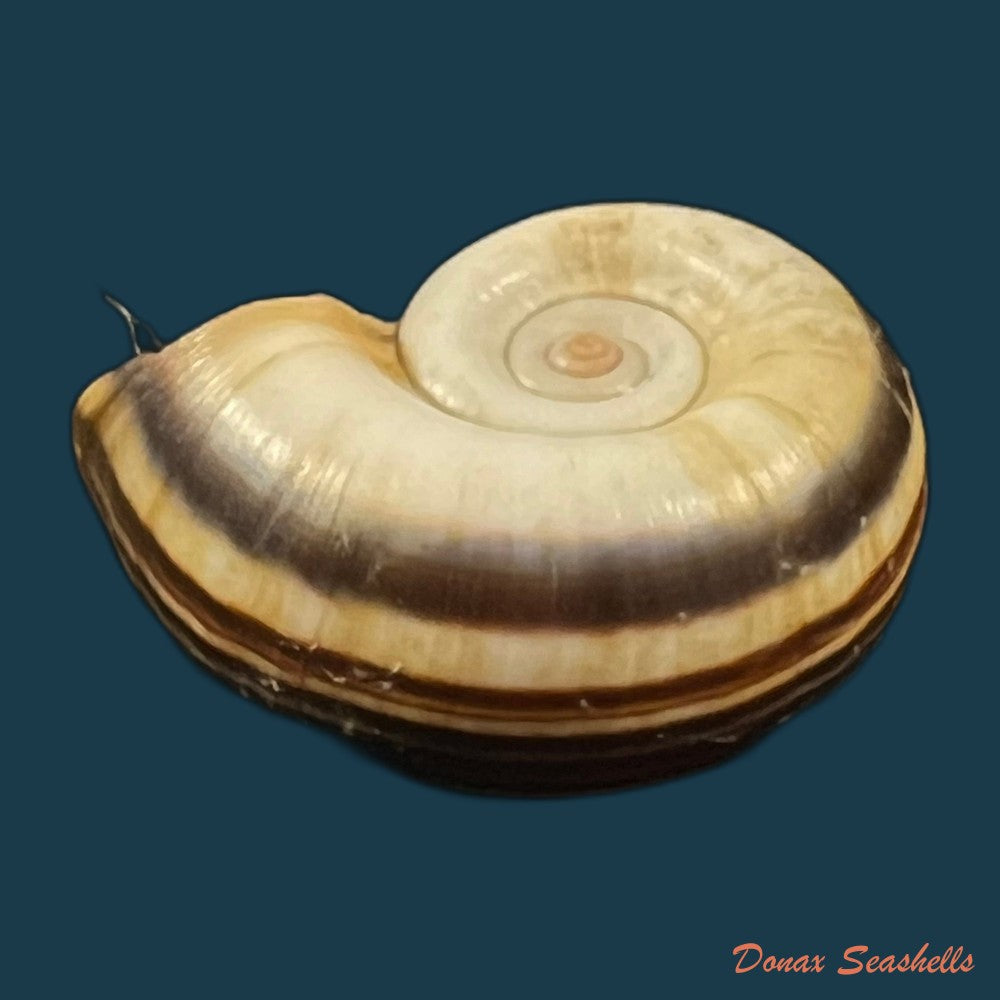 marisa-cornuarietis-linnaeus-1758-35-9mm-copia