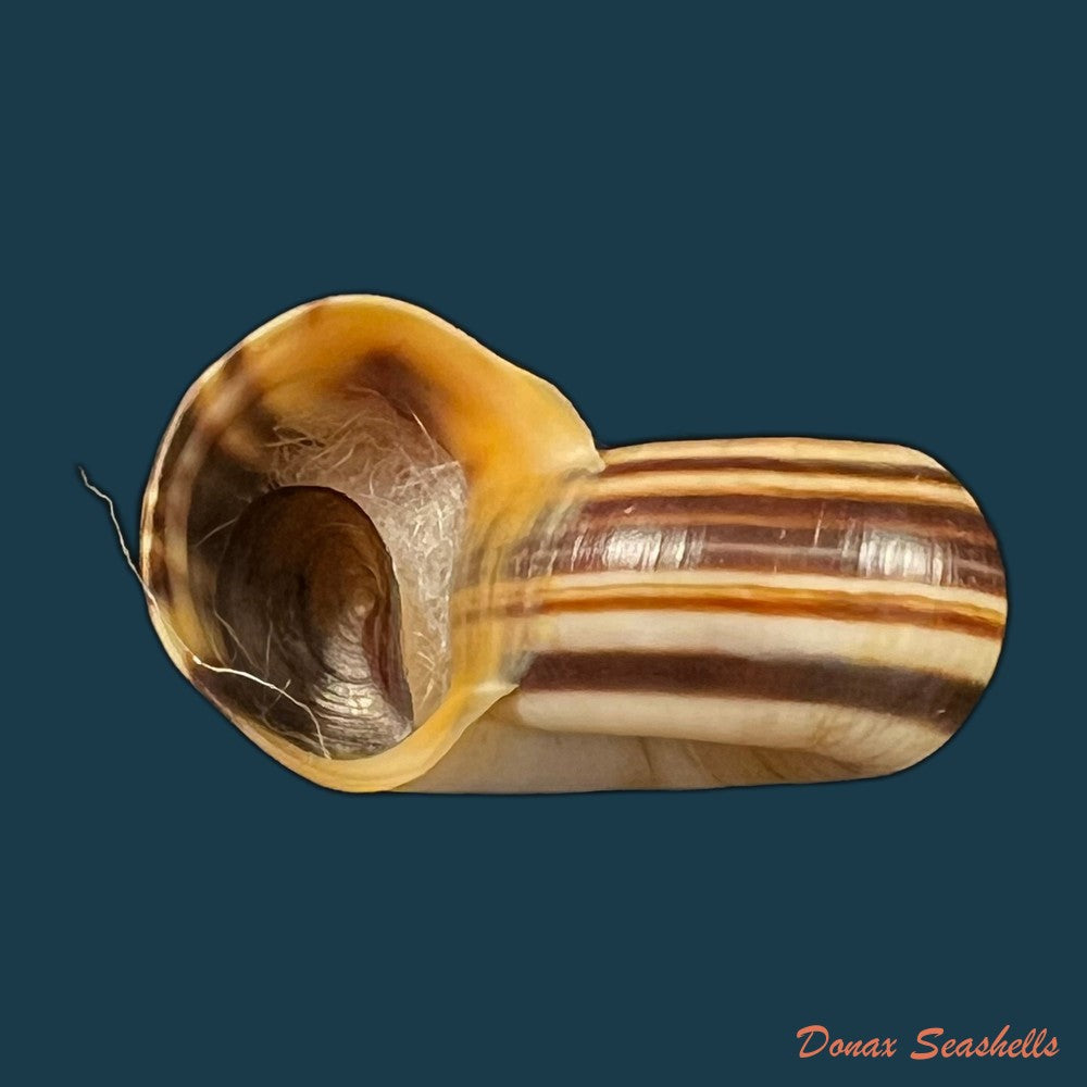marisa-cornuarietis-linnaeus-1758-35-9mm-copia