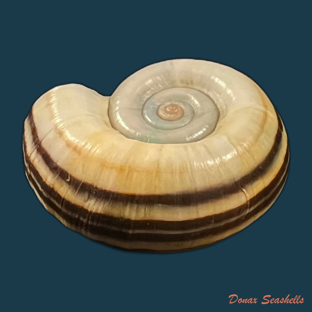 marisa-cornuarietis-linnaeus-1758-36-6mm-copia