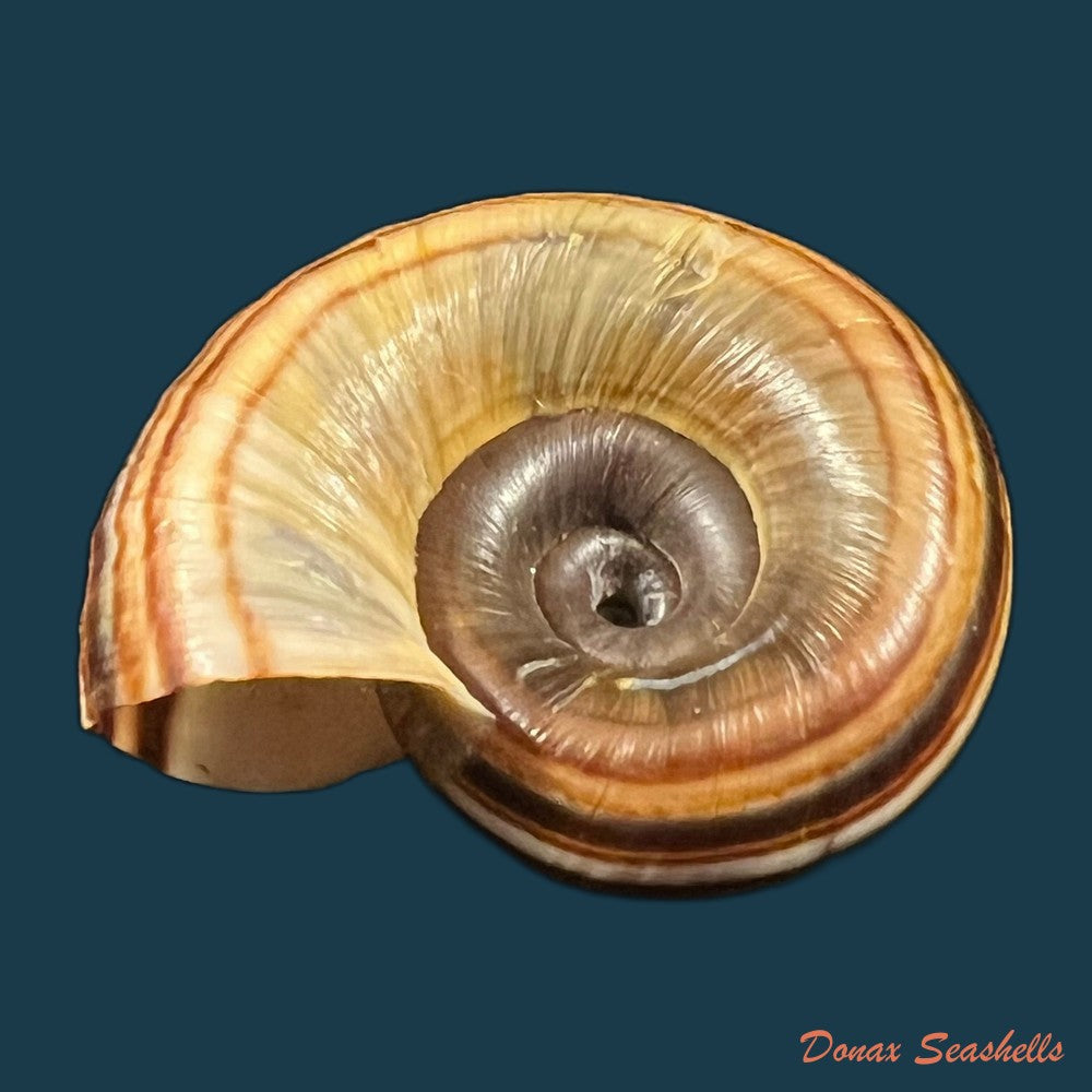 marisa-cornuarietis-linnaeus-1758-36-6mm-copia