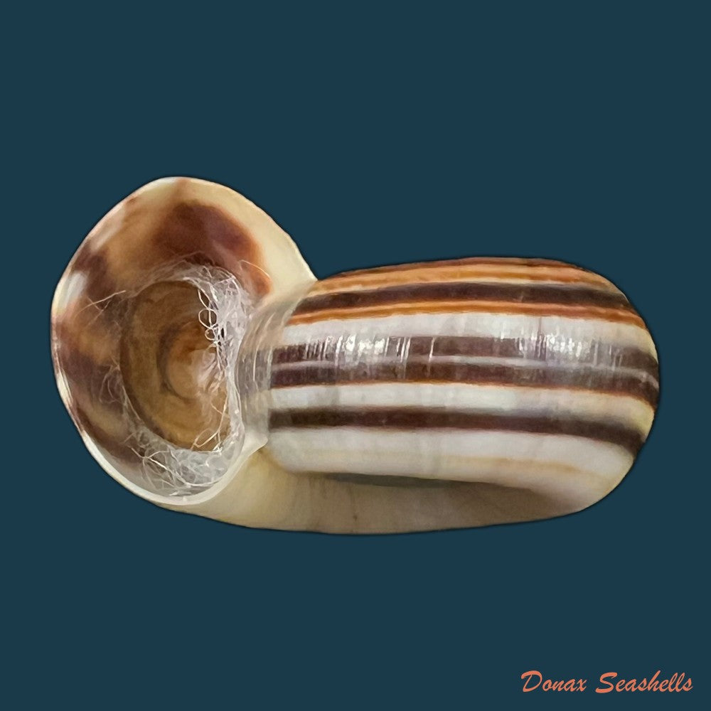 marisa-cornuarietis-linnaeus-1758-36-6mm-copia