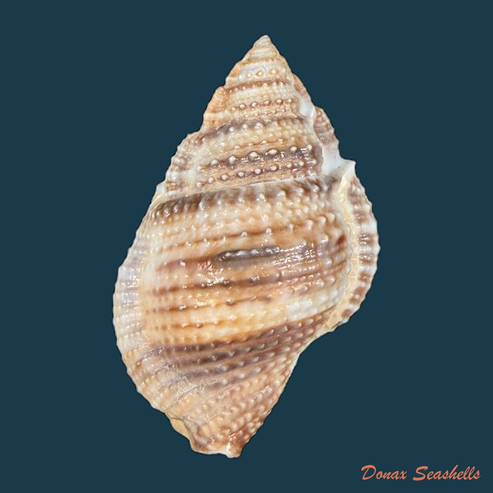 marsupina-bufo-bruguiere-1792-62-1mm-copia-1