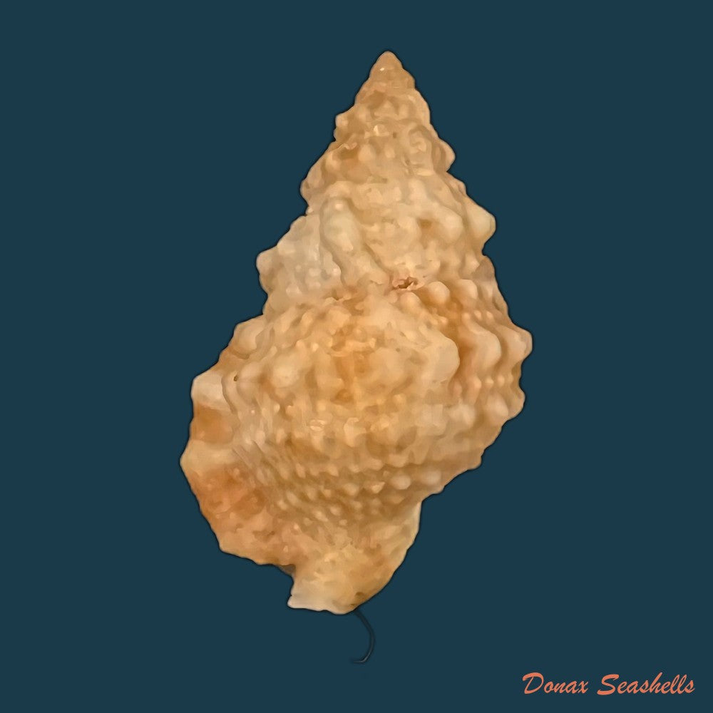 marsupina-bufo-bruguiere-1792-62-1mm-copia