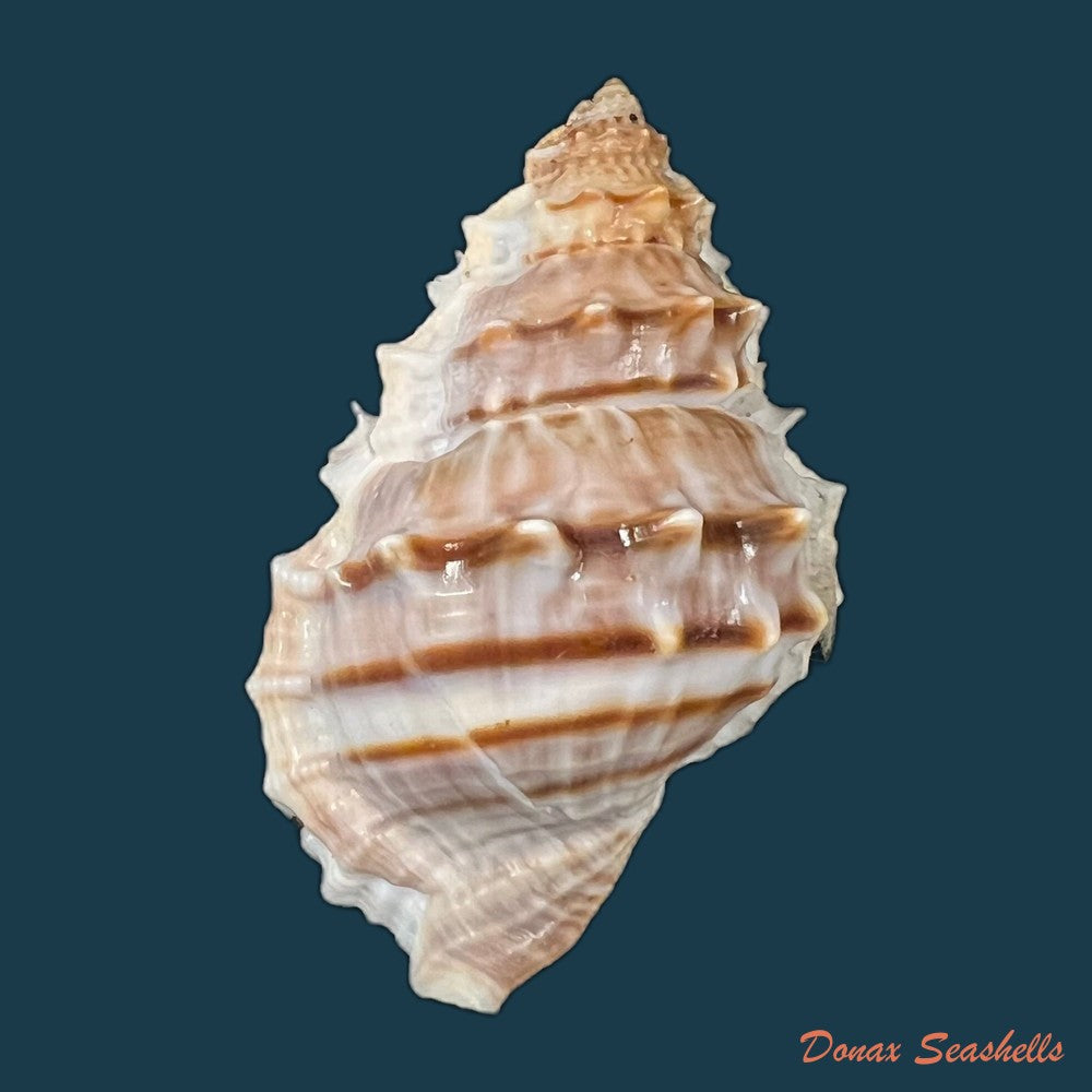 marsupina-nana-broderip-g-b-sowerby-i-1829-49mm-copia