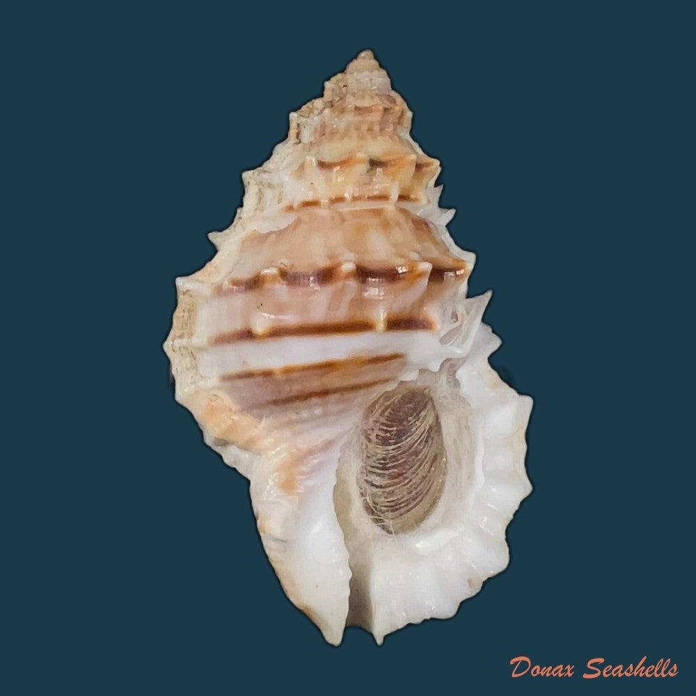 marsupina-nana-broderip-g-b-sowerby-i-1829-49mm-copia