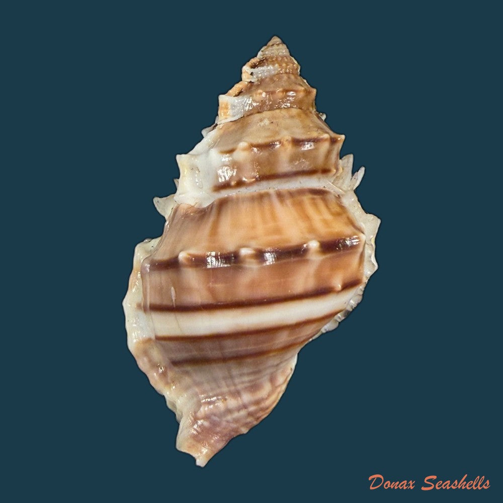 marsupina-nana-broderip-g-b-sowerby-i-1829-50-7mm-copia-1