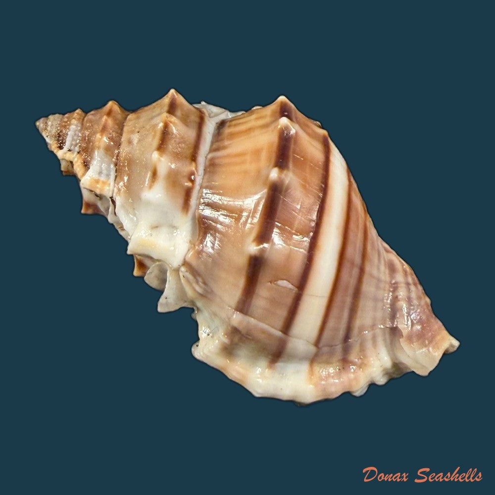 marsupina-nana-broderip-g-b-sowerby-i-1829-50-7mm-copia-1
